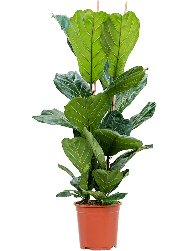 Ficus lyrata