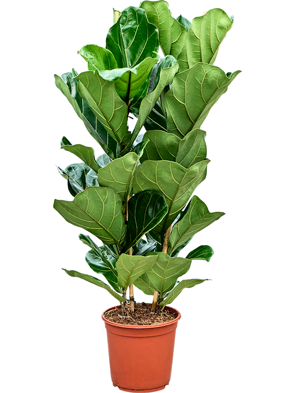 Ficus lyrata