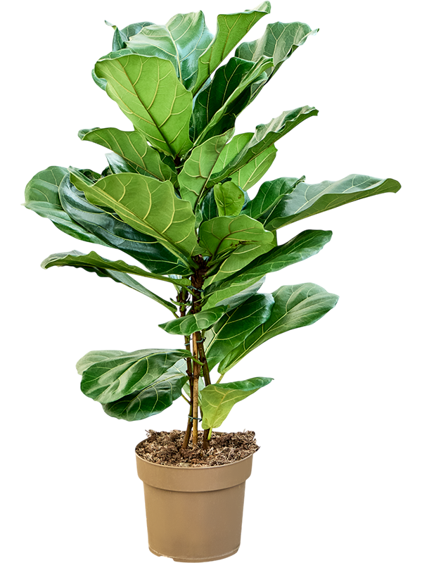 Ficus lyrata