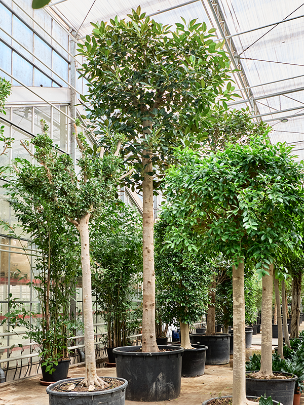 Ficus macrophylla