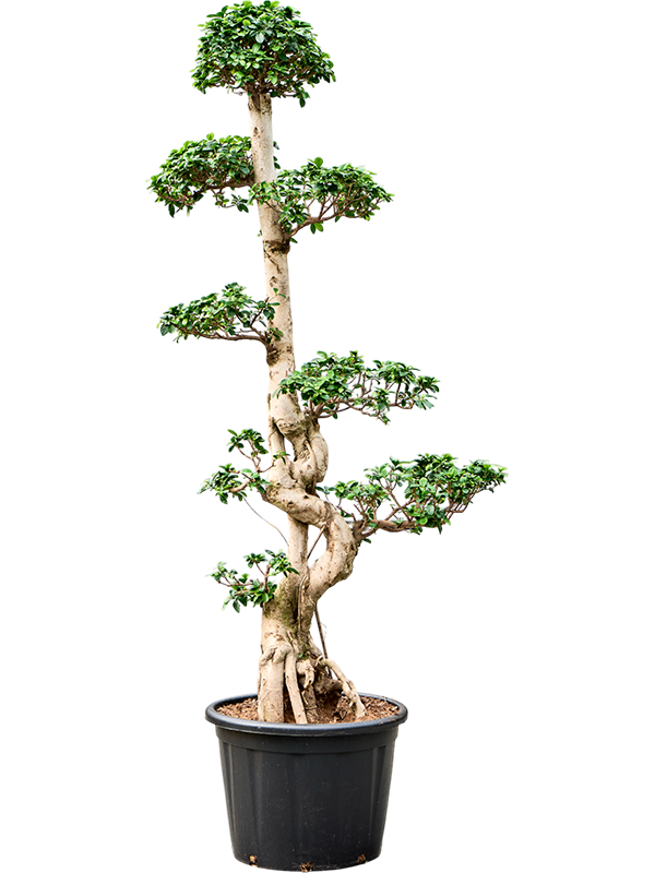 Ficus microcarpa 'Compacta'
