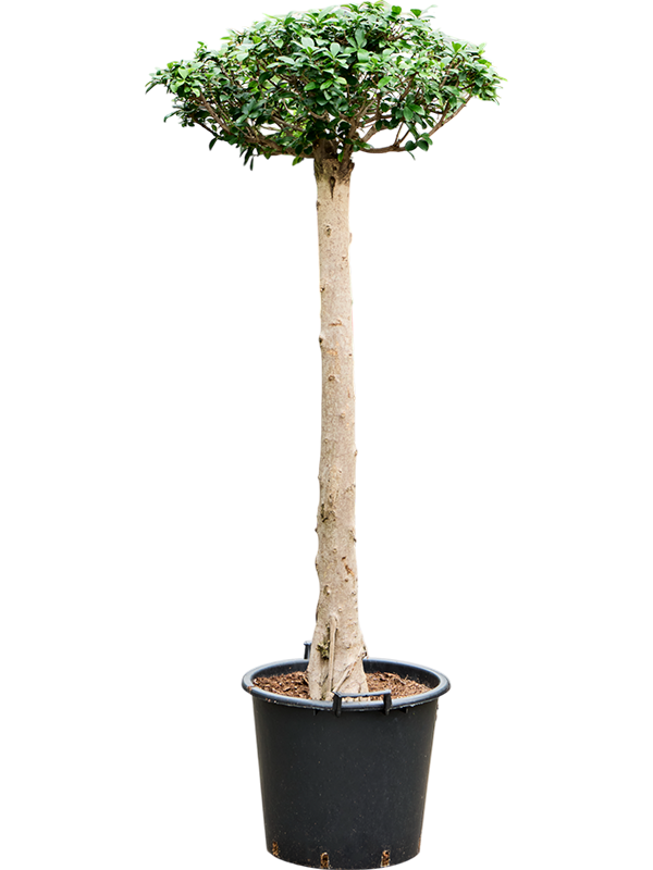 Ficus microcarpa compacta