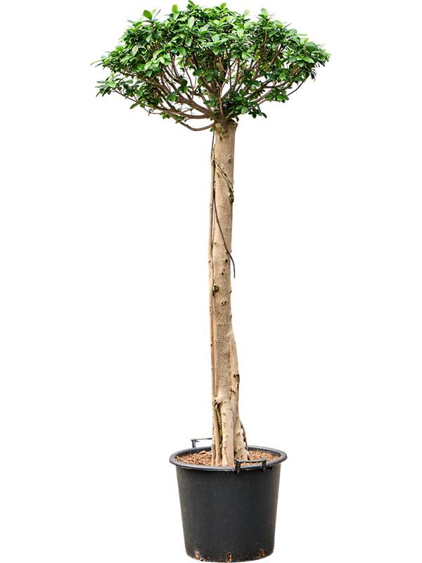 Ficus microcarpa 'Compacta'