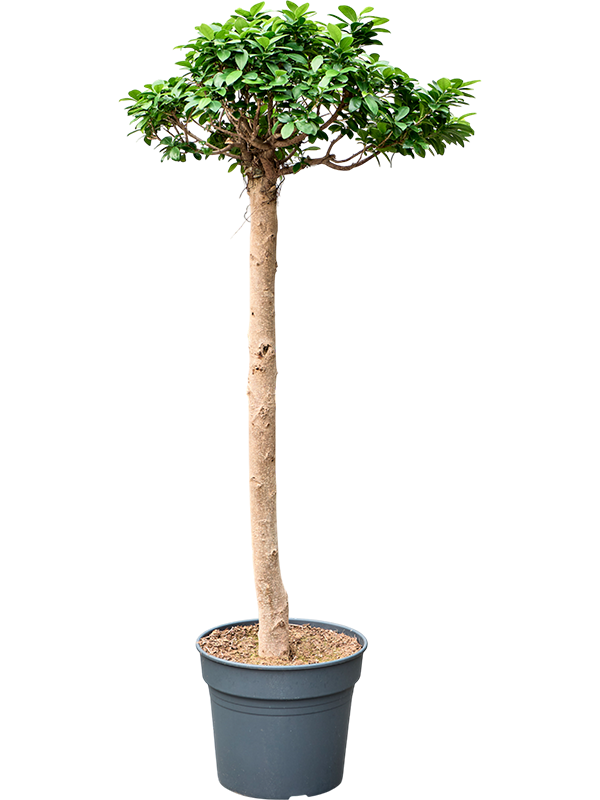 Ficus microcarpa 'Compacta'