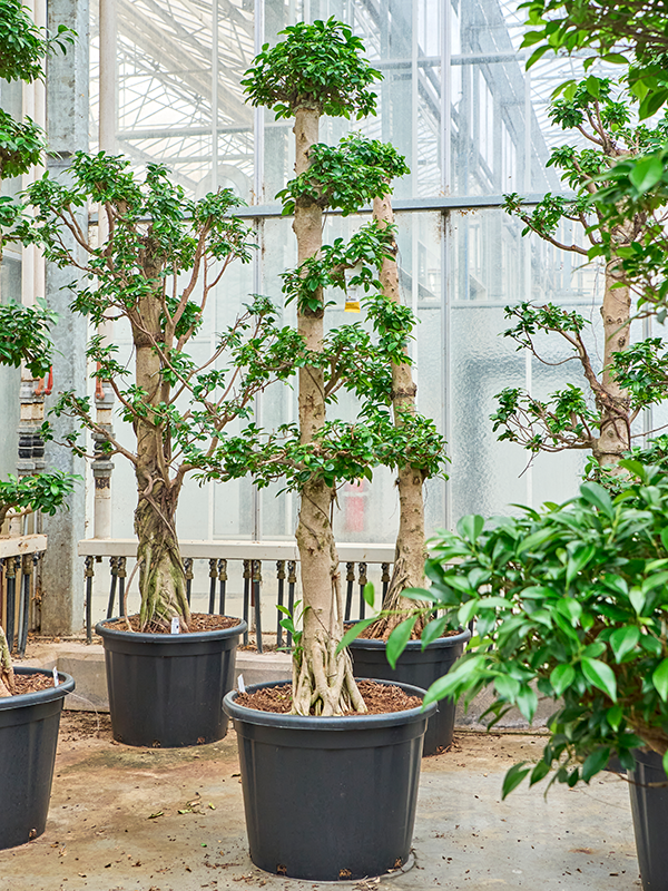 Ficus microcarpa 'Compacta'