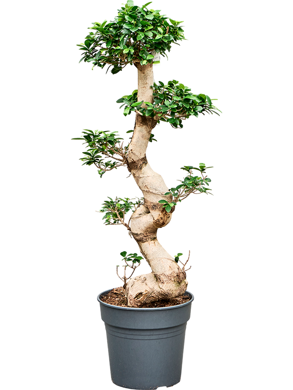 Ficus microcarpa 'Compacta'