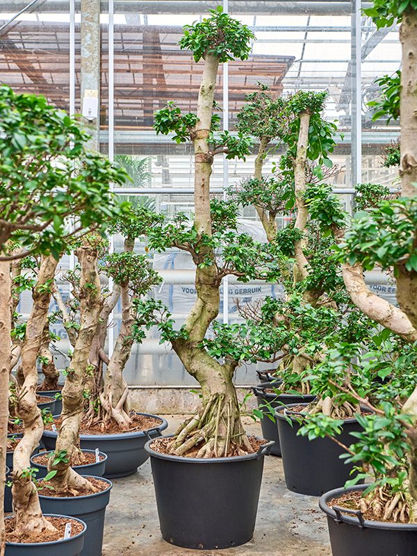 Ficus microcarpa 'Compacta'
