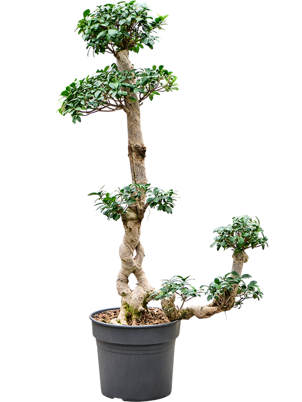 Ficus microcarpa 'Compacta'