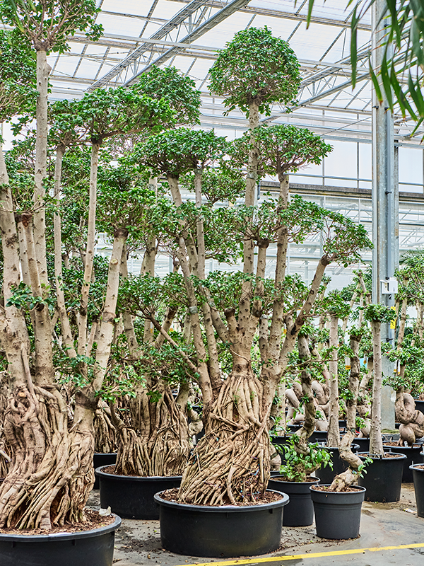 Ficus microcarpa 'Compacta'