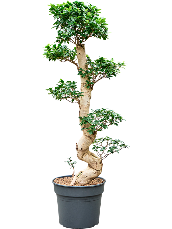 Ficus microcarpa 'Compacta'