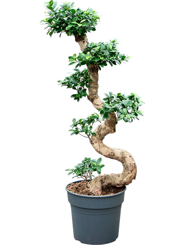 Ficus microcarpa 'Compacta'