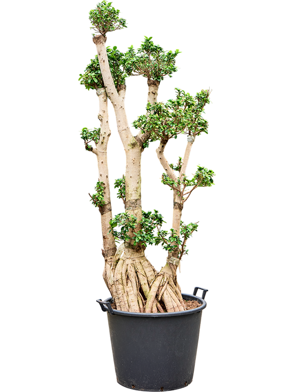 Ficus microcarpa 'Compacta'