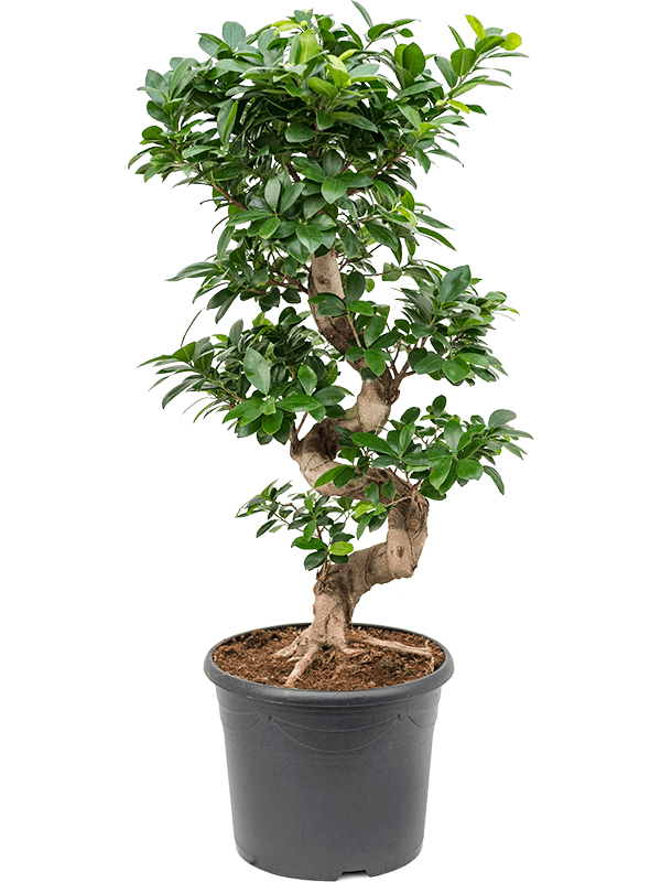 Ficus microcarpa 'Compacta'