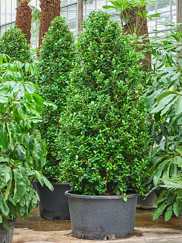 Ficus microcarpa 'Moclame'