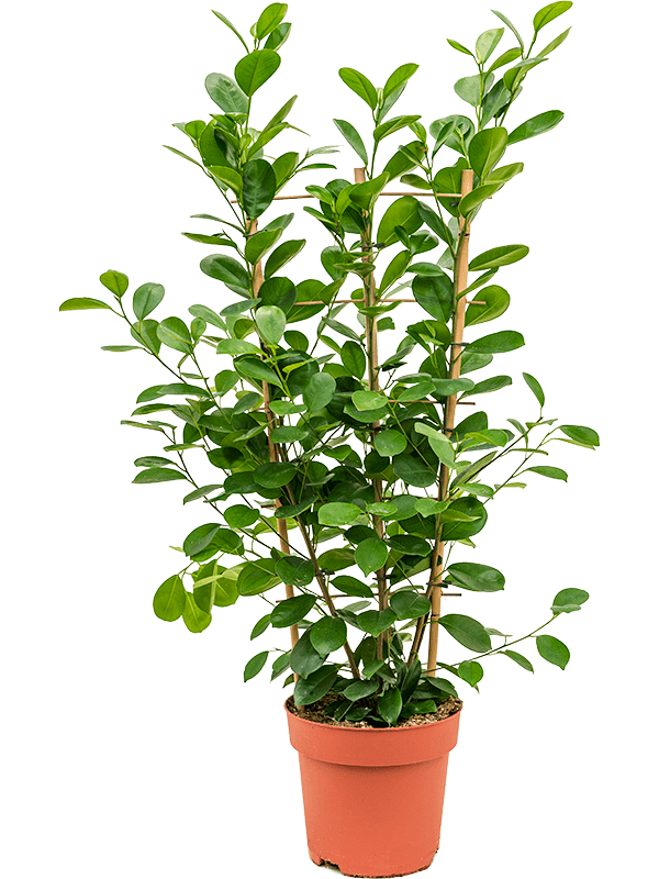 Ficus microcarpa 'Moclame'