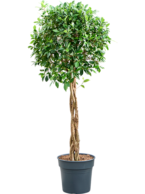 Ficus microcarpa ‘Nitida’