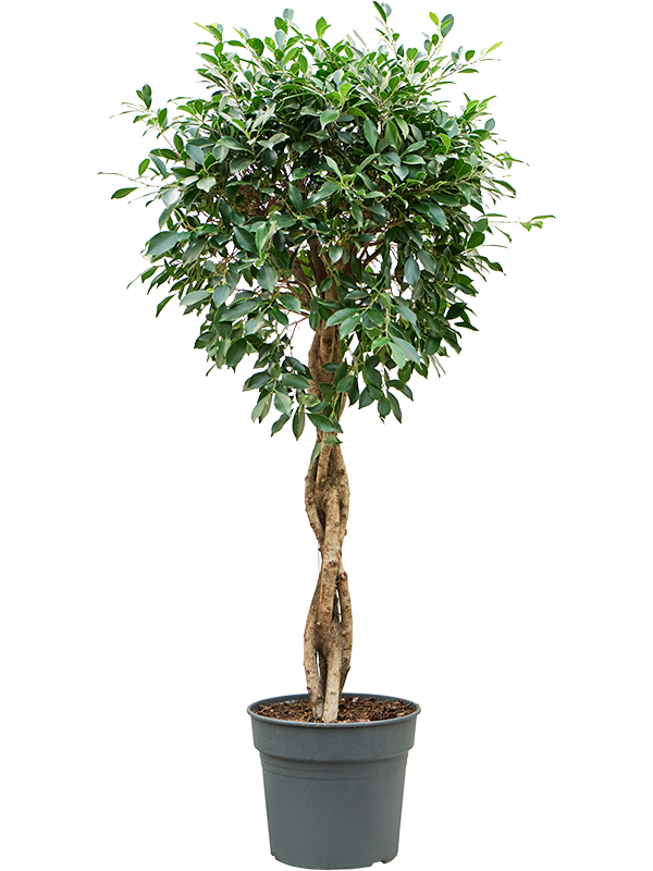 Ficus microcarpa ‘Nitida’