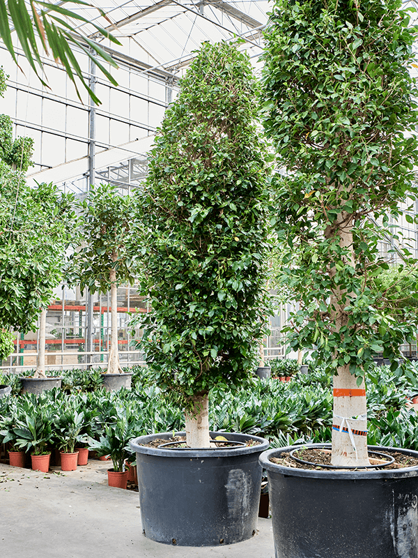 Ficus microcarpa ‘Nitida’