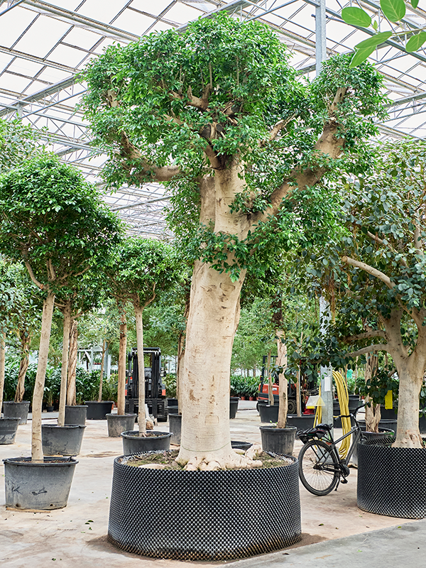 Ficus microcarpa ‘Nitida’