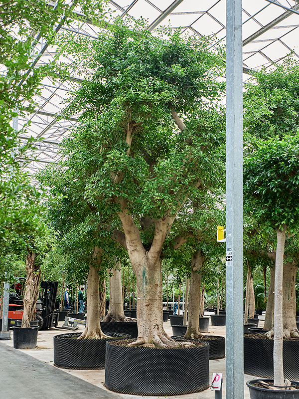Ficus microcarpa 'Nitida' (600-700)