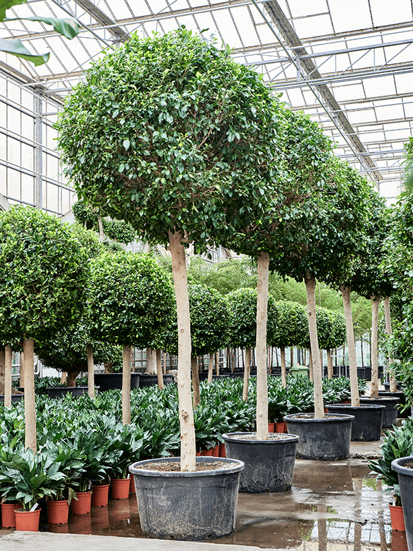 Ficus microcarpa ‘Nitida’
