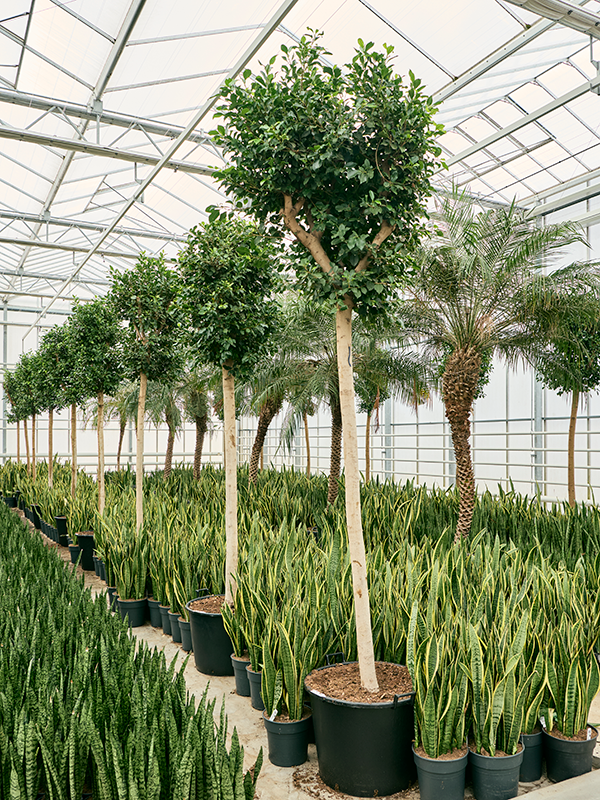 Ficus microcarpa 'Nitida'