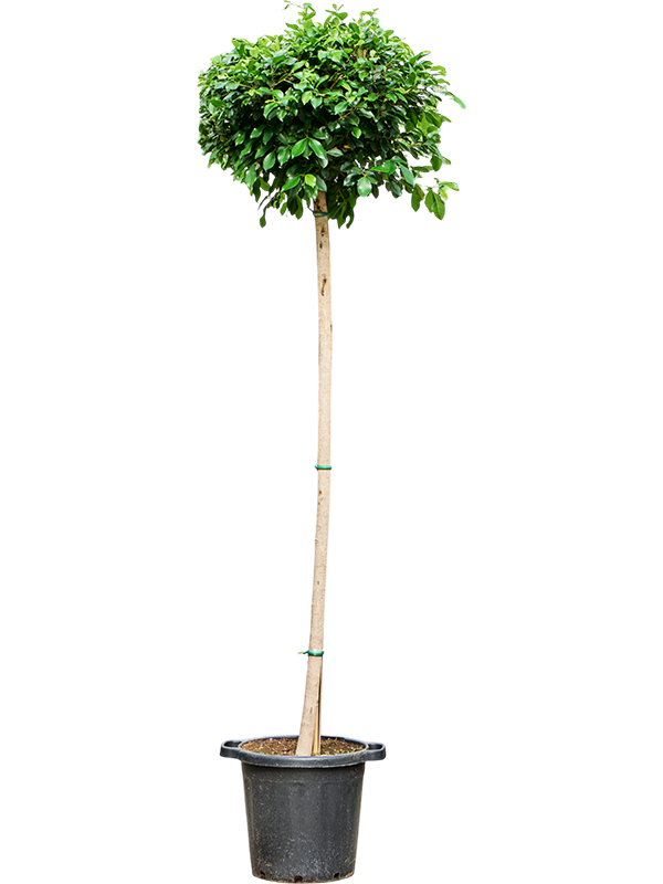 Ficus microcarpa 'Nitida'