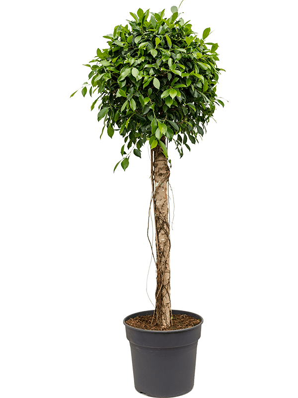 Ficus microcarpa ‘Nitida’