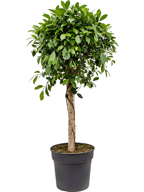 Ficus microcarpa ‘Nitida’