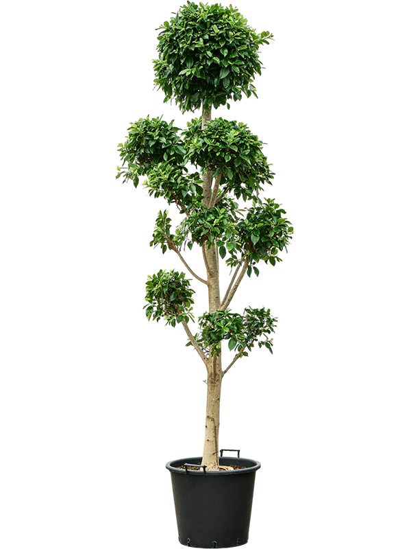 Ficus microcarpa 'Nitida'