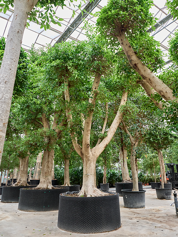 Ficus microcarpa 'Nitida'