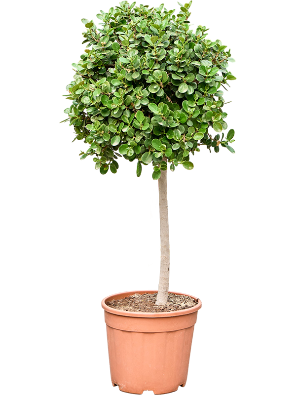 Ficus 'Panda'
