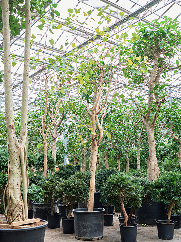 Ficus religiosa (400-500)