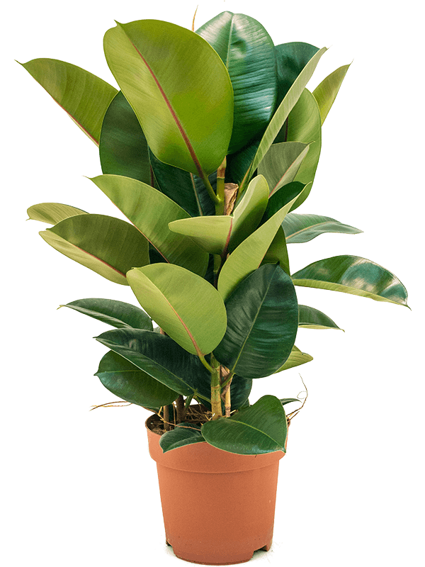 Ficus elastica 'Robusta'