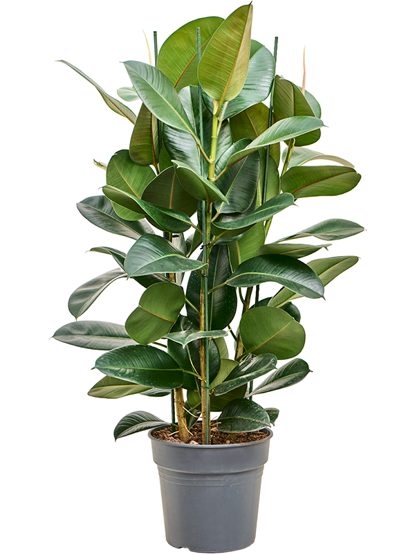 Ficus elastica 'Robusta'