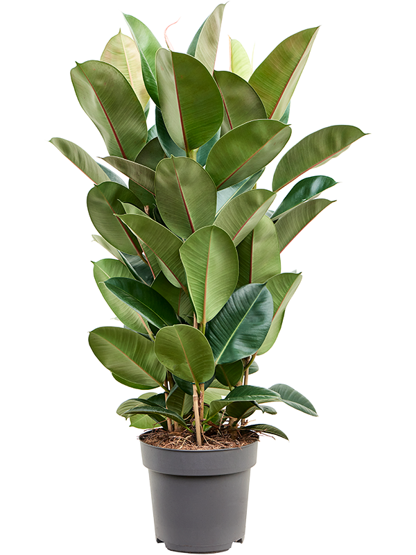 Ficus elastica 'Robusta'