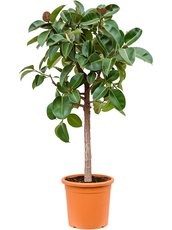 Ficus elastica 'Robusta'