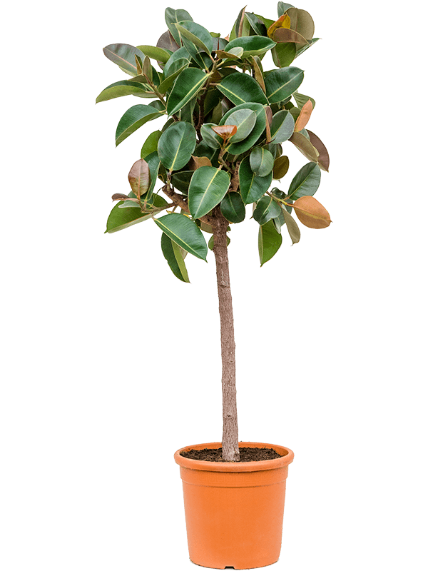 Ficus elastica 'Robusta'