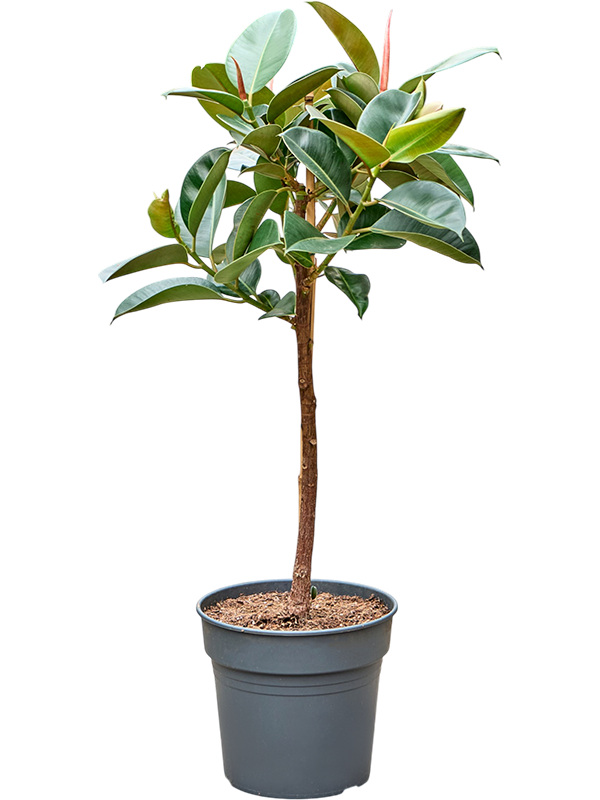 Ficus elastica 'Robusta'