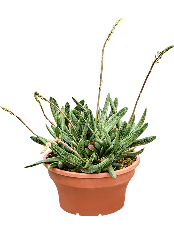 Gasteria 'Little Warty'