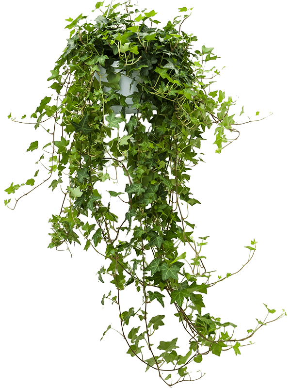 Hedera helix 'Pittsburgh'