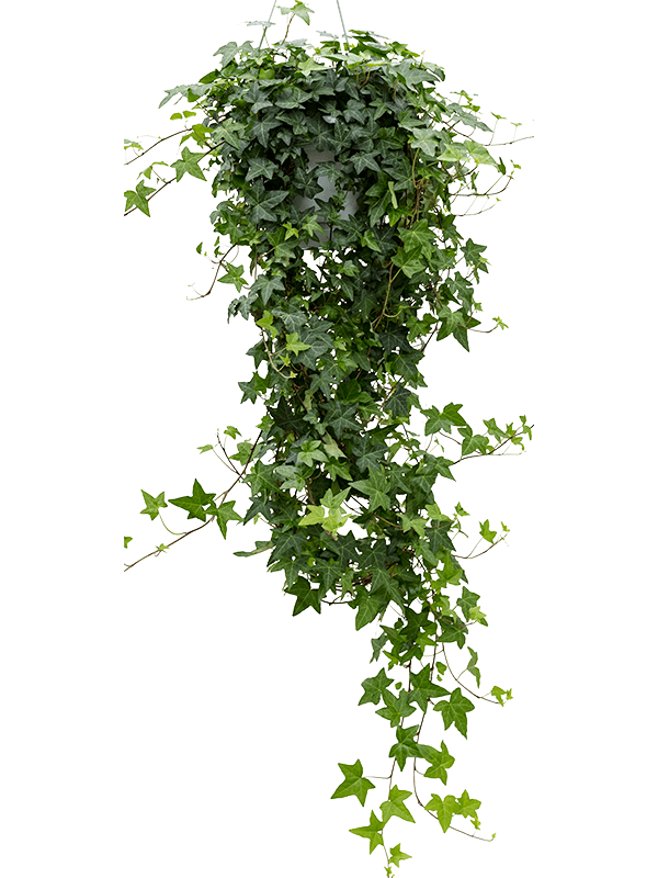 Hedera helix 'Pittsburgh'