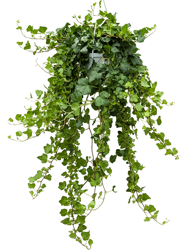 Hedera helix 'Wonder'