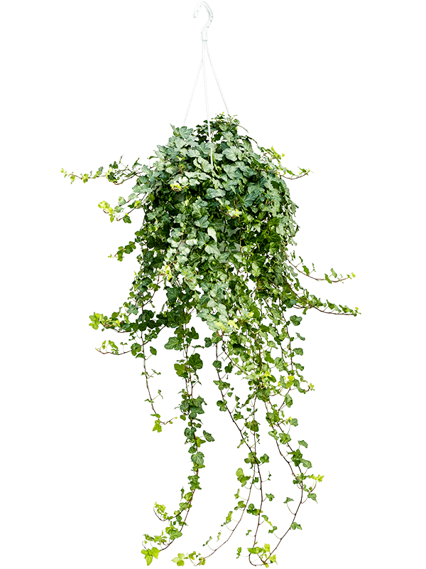 Hedera helix 'Wonder'