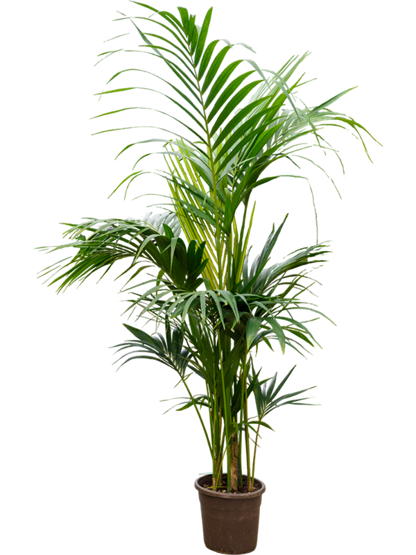 Kentia (Howea) forsteriana