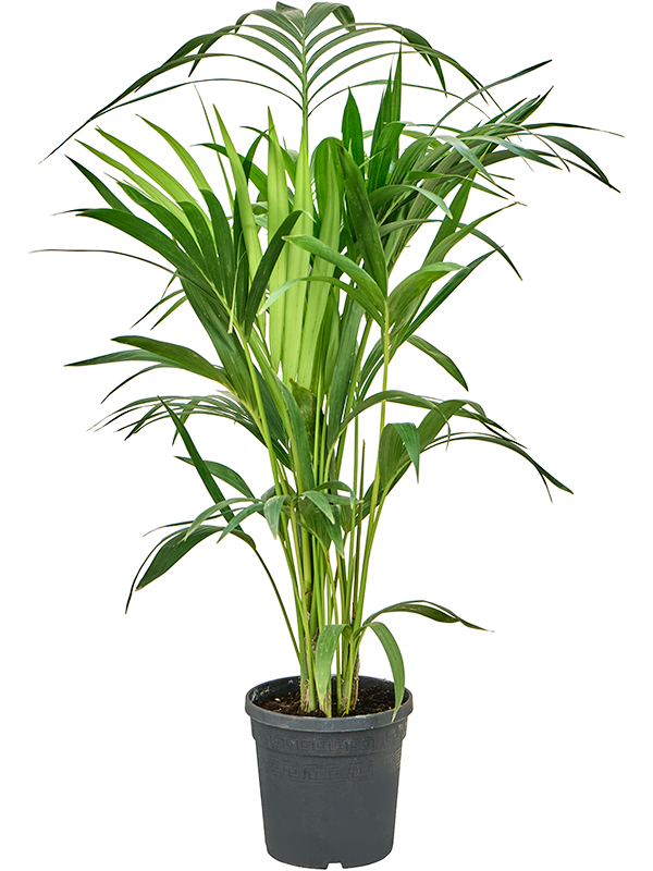 Kentia (Howea) forsteriana