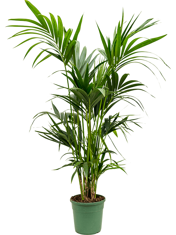 Kentia (Howea) forsteriana