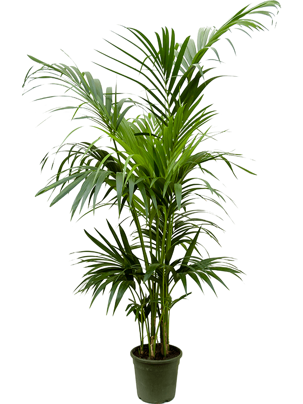 Kentia (Howea) forsteriana