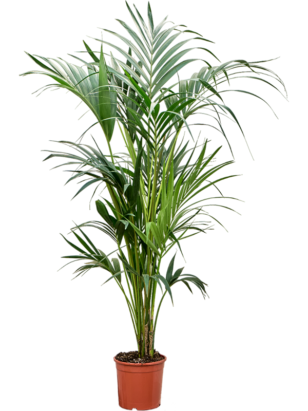 Kentia (Howea) forsteriana
