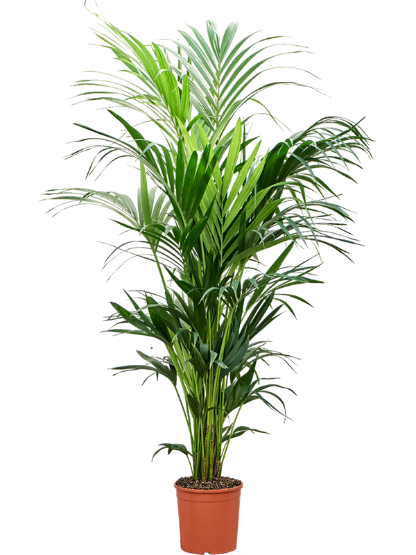 Kentia (Howea) forsteriana